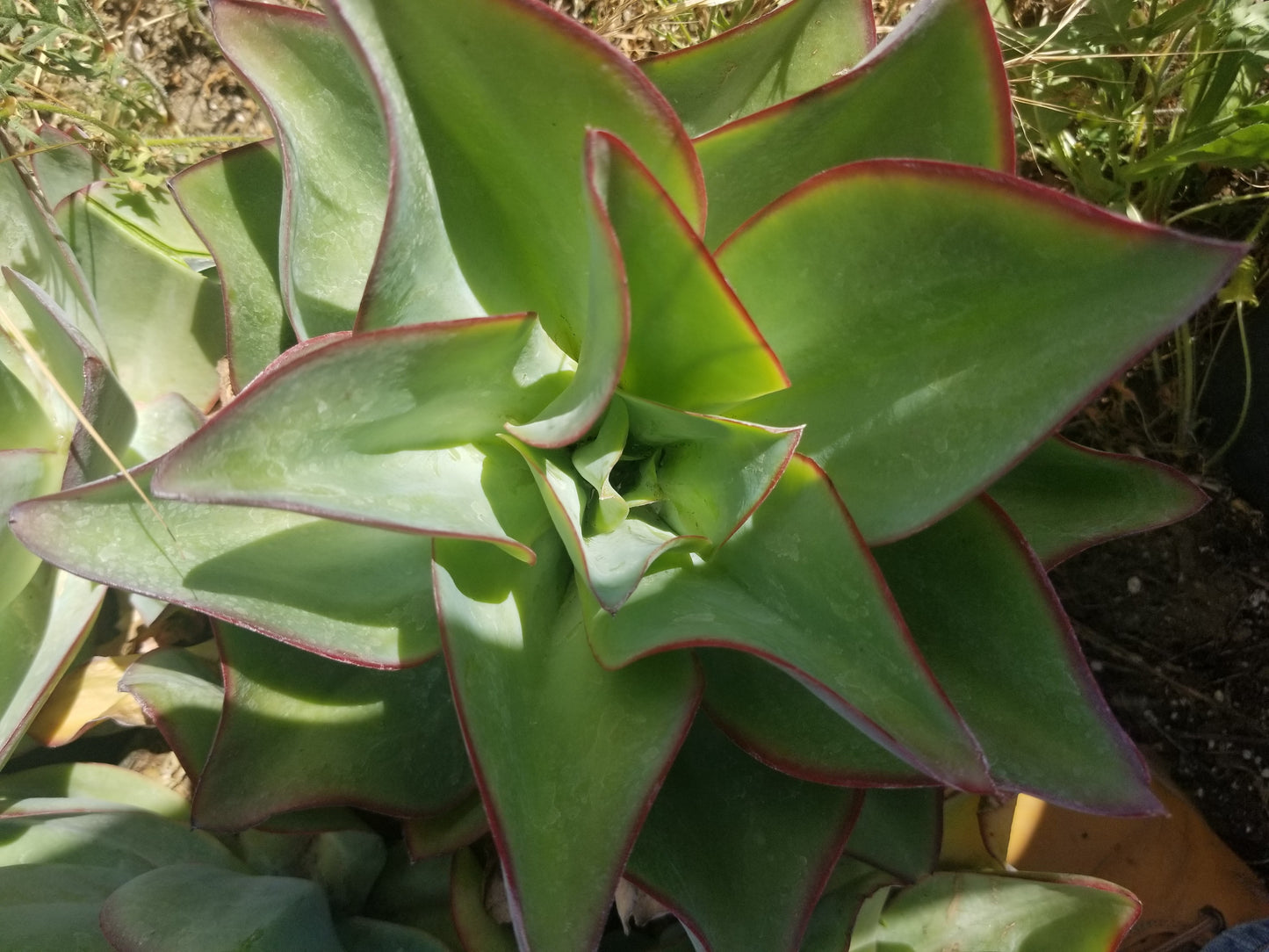 Echeveria Subrigida "Fire and Ice"