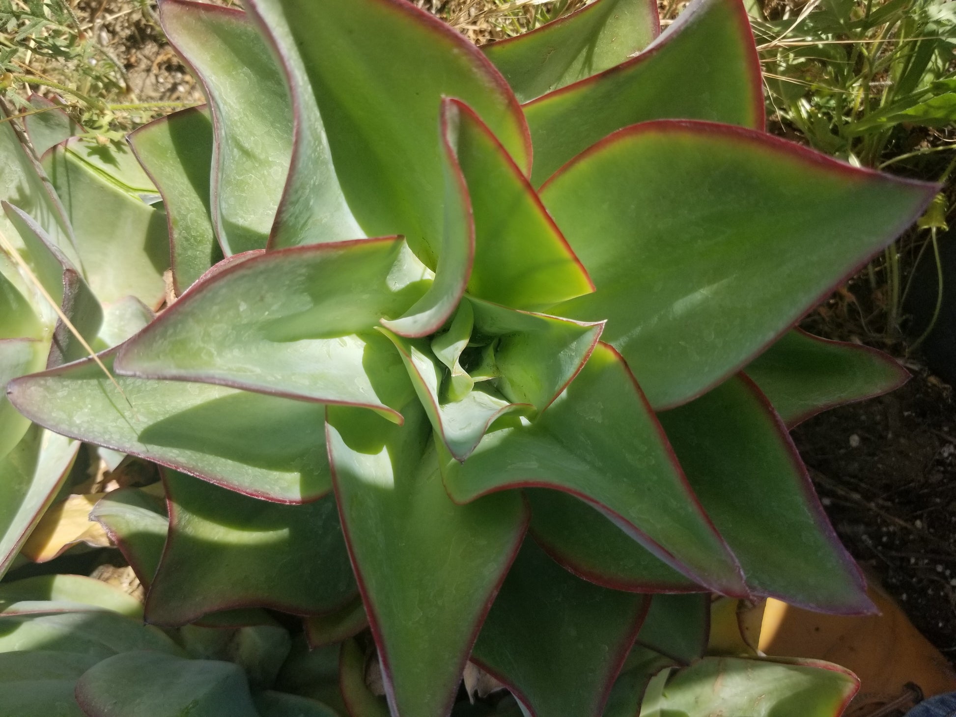 succulent fire and ice Echeveria Subrigida "Fire and Ice" – Beaultiful Desert Plants