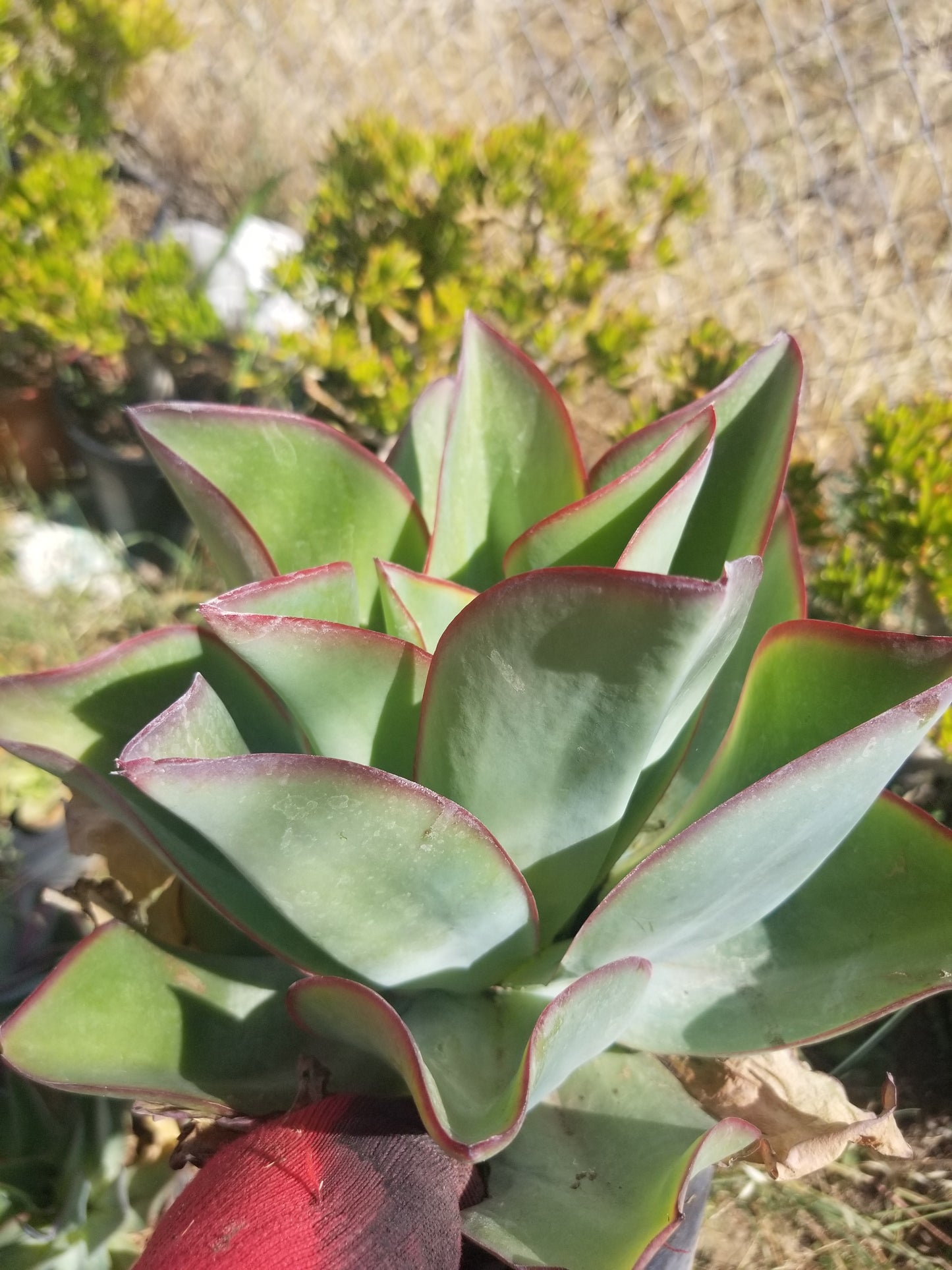 Echeveria Subrigida "Fire and Ice"