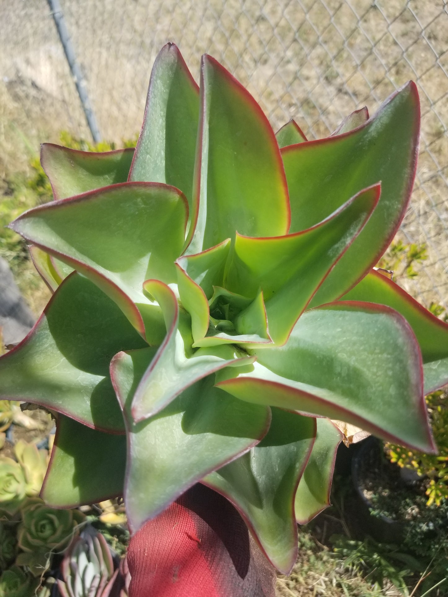 Echeveria Subrigida "Fire and Ice"