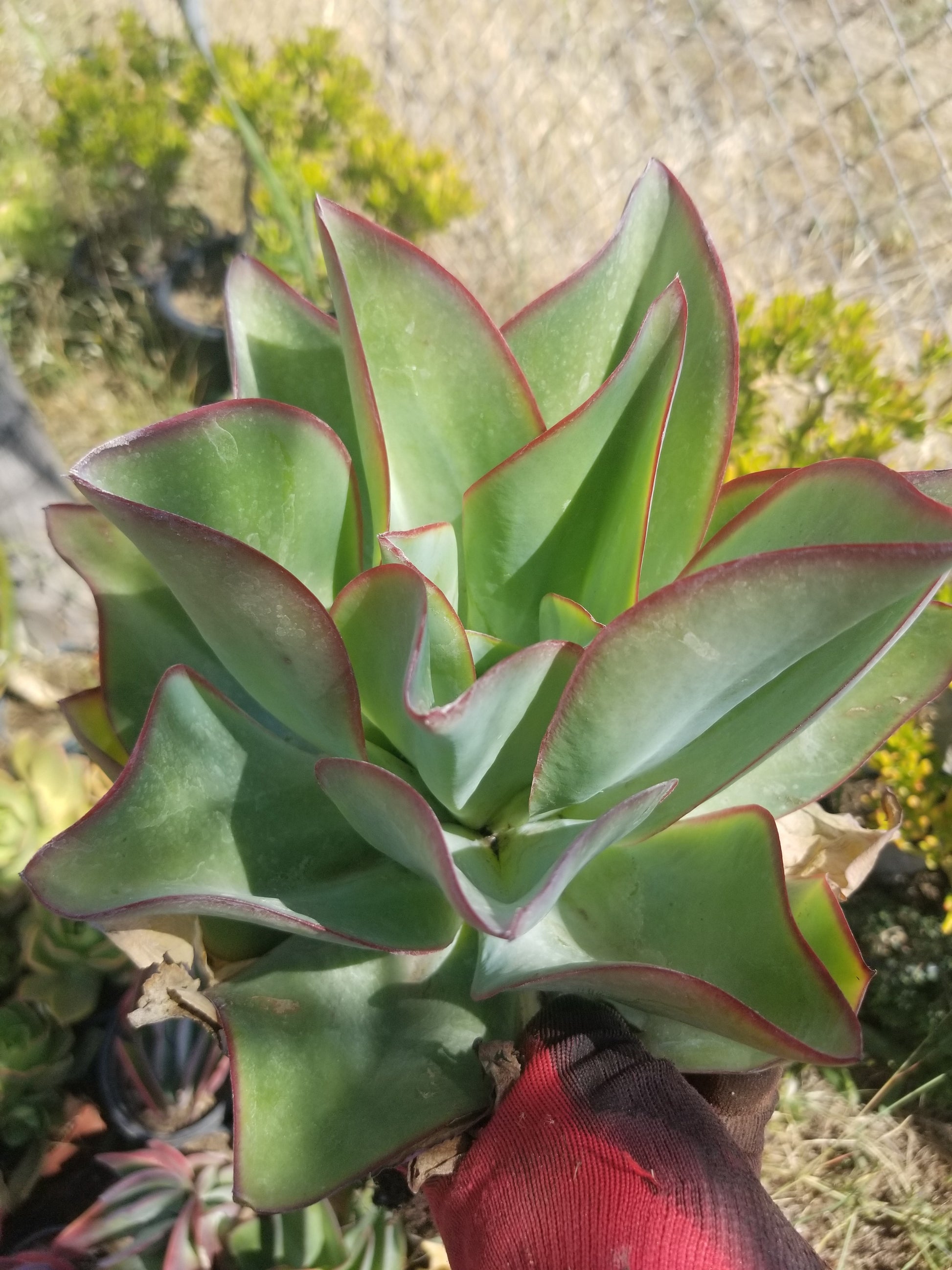 fire and ice succulent Echeveria Subrigida "Fire and Ice"