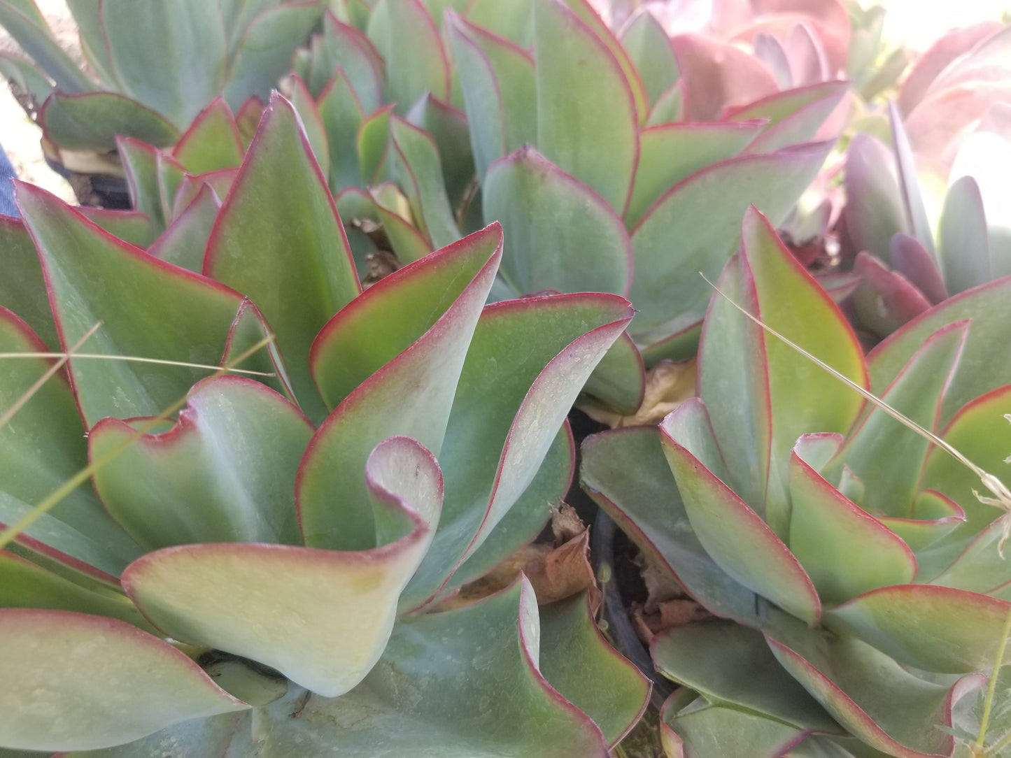 Echeveria Subrigida "Fire and Ice"