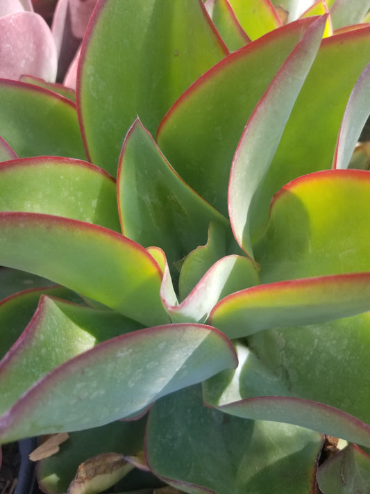 Echeveria Subrigida "Fire and Ice"