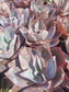 Echeveria Afterglow (4" pot)
