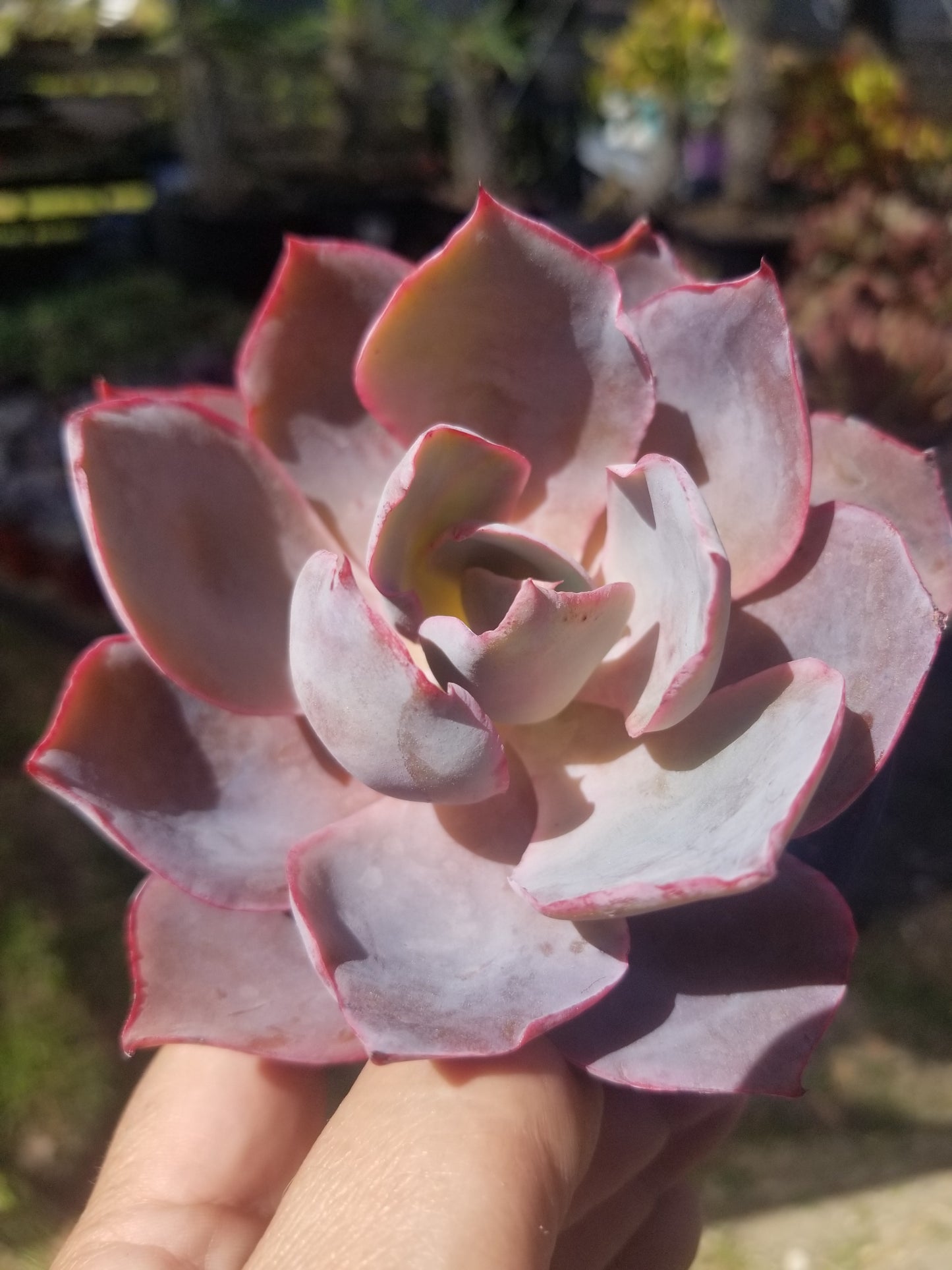 Echeveria Afterglow (4" pot)