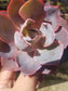 Echeveria Afterglow (4" pot)