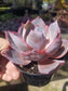 Echeveria Afterglow (4" pot)