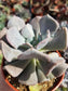 Echeveria Cubic Frost (4" Pot)