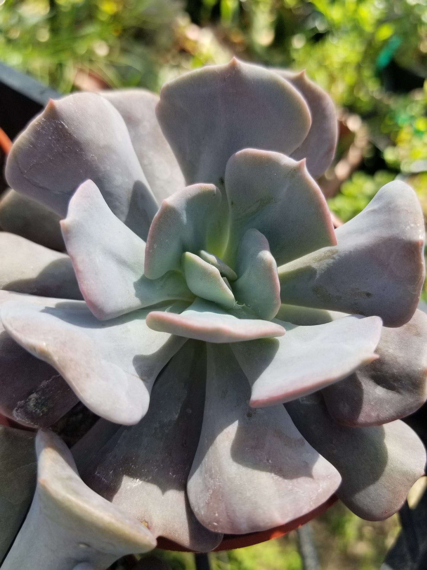 Echeveria Cubic Frost (4" Pot)