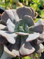 Echeveria Cubic Frost (4" Pot)