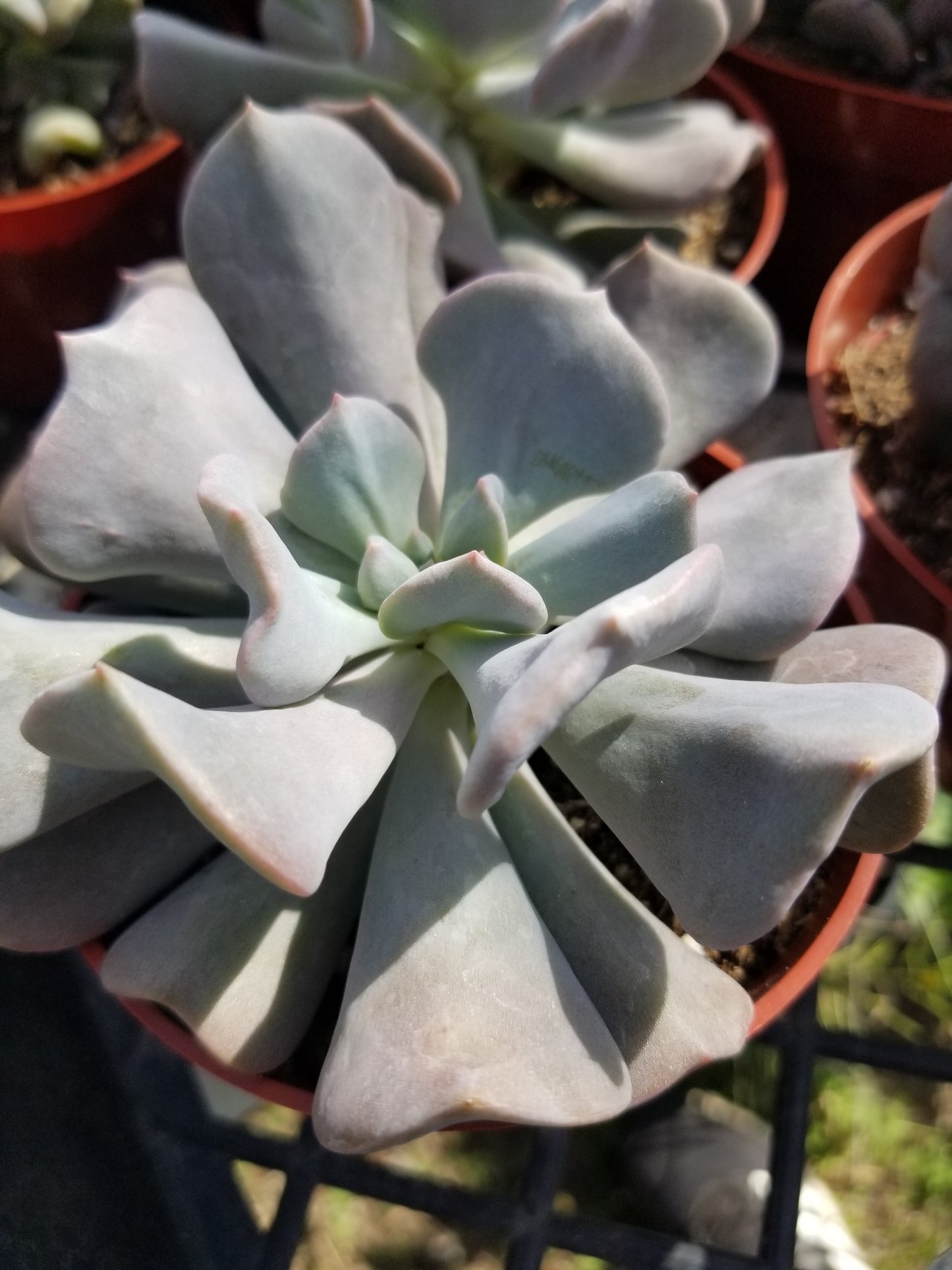 Echeveria Cubic Frost (4" Pot)