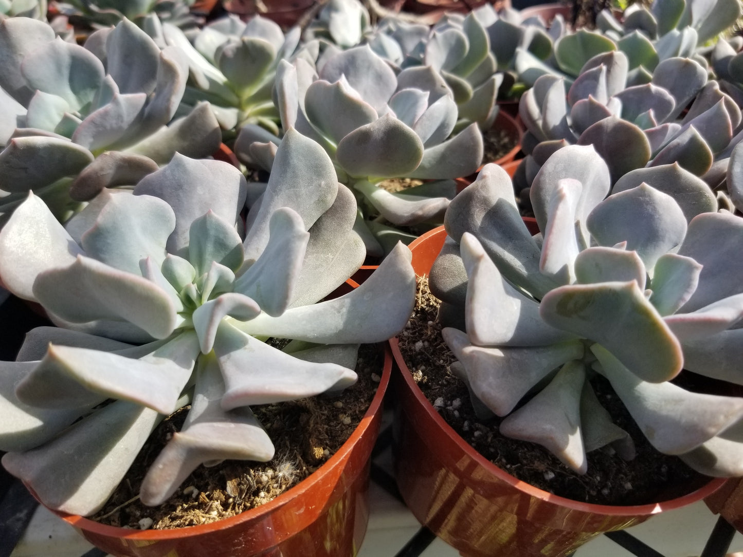 Echeveria Cubic Frost (4" Pot)