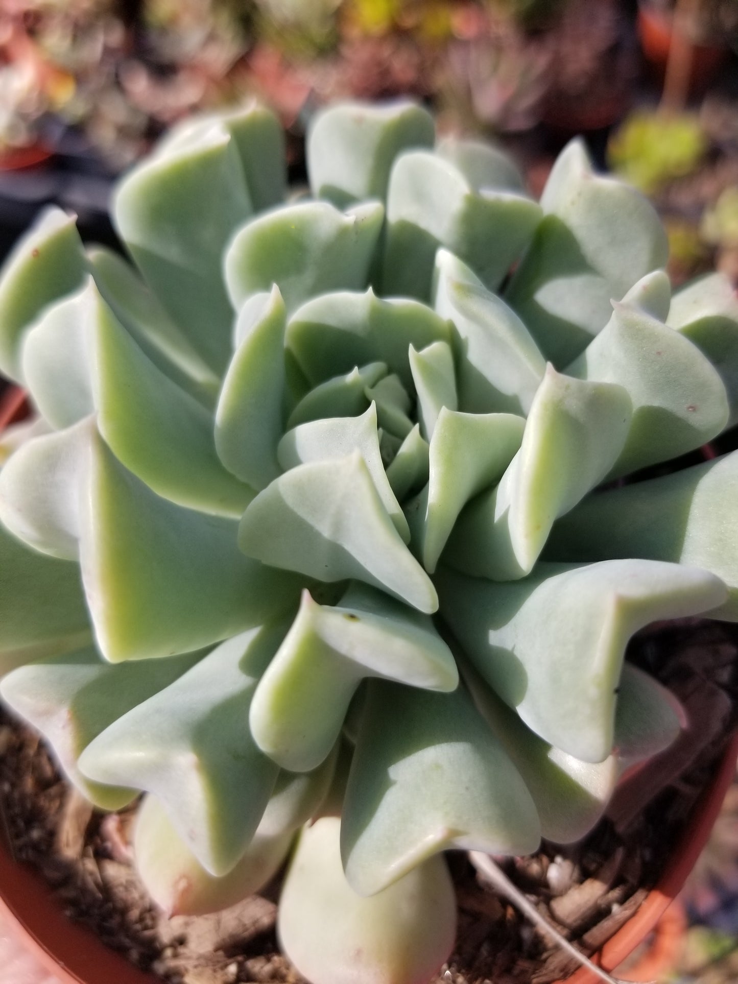 Echeveria Topsy Turvy (4" Pot)