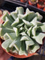 Echeveria Topsy Turvy (4" Pot)