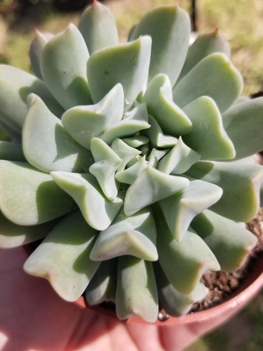 Echeveria Topsy Turvy (4" Pot)