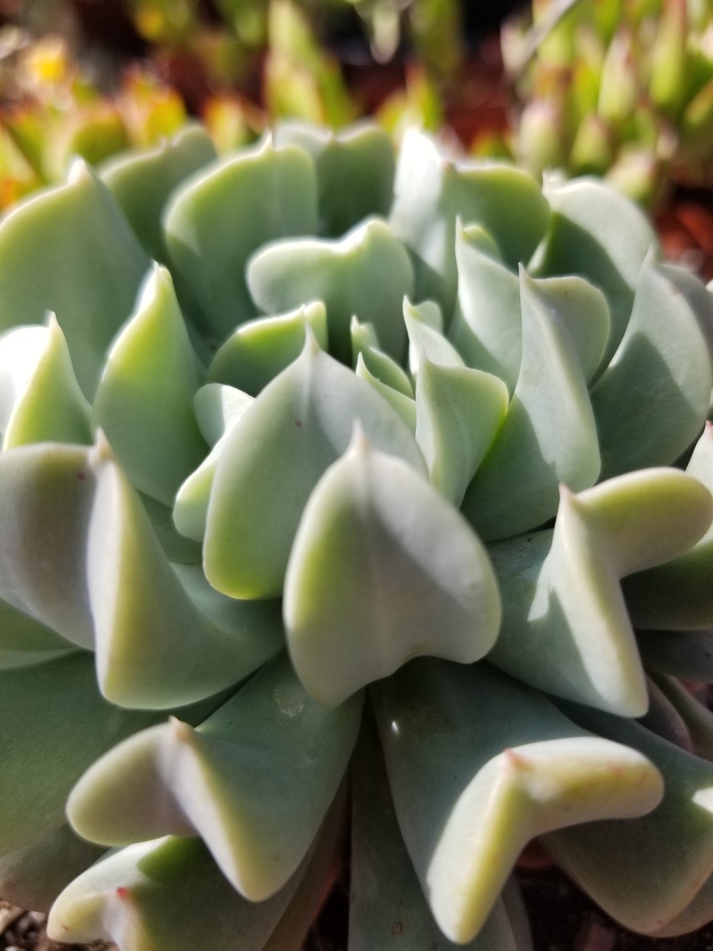 Echeveria Topsy Turvy (4" Pot)