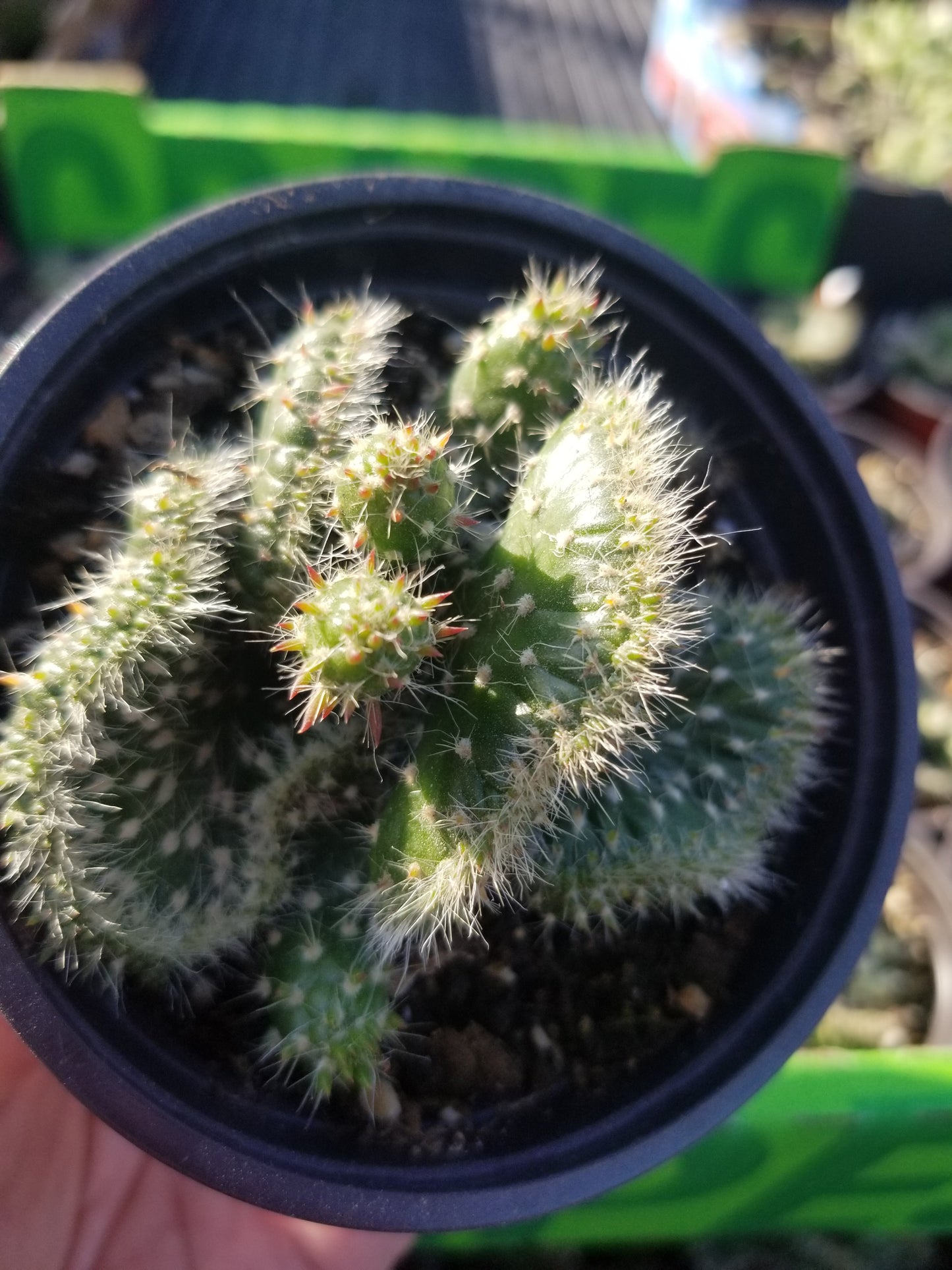 Opuntia Subalata Crested (4" pot)