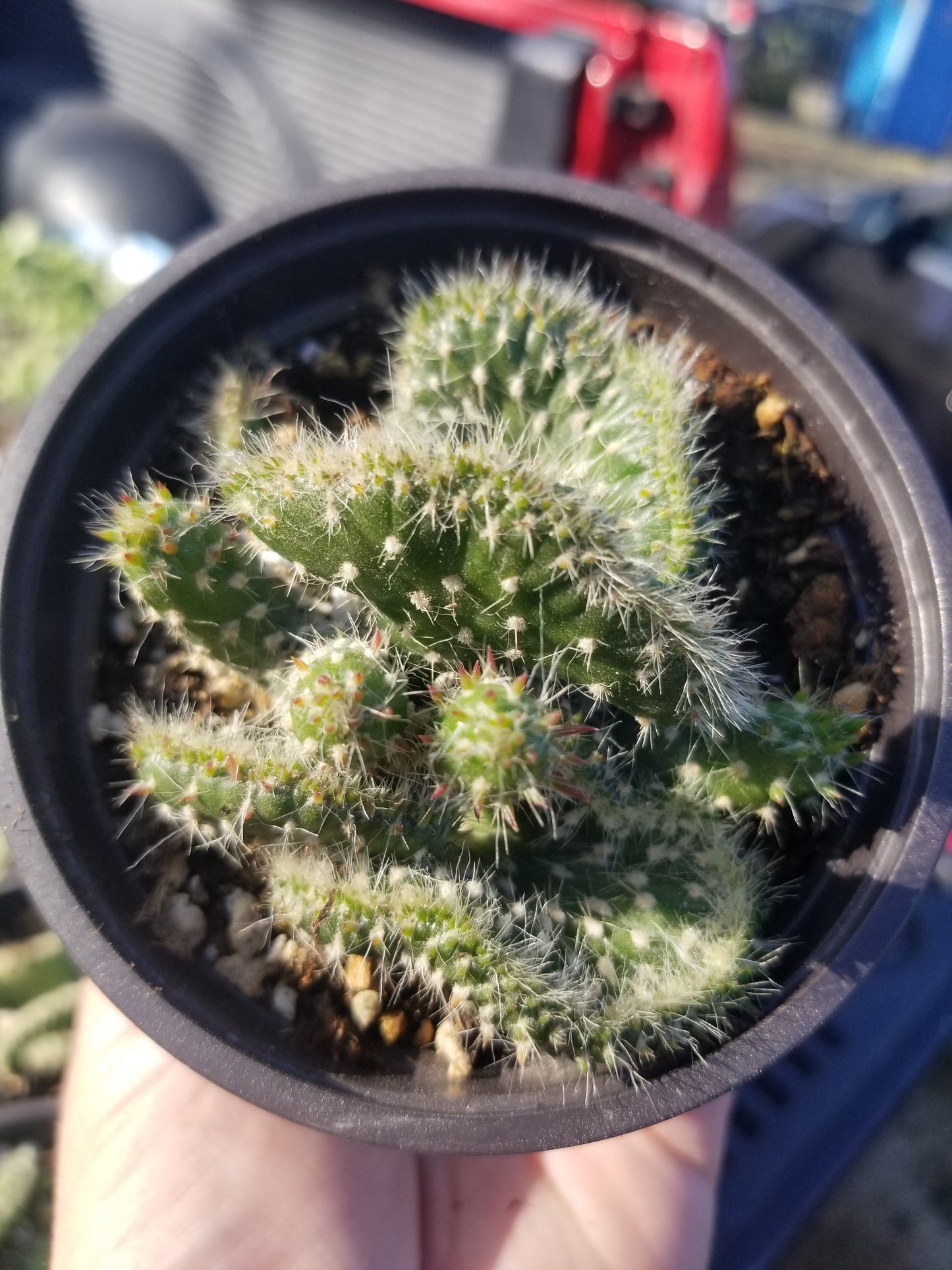 Opuntia Subalata Crested (4" pot)