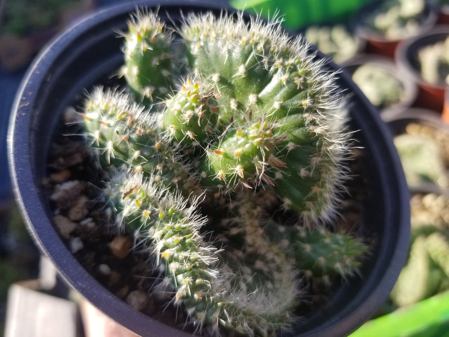 Opuntia Subalata Crested (4" pot)