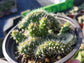 Opuntia Subalata Crested (4" pot)