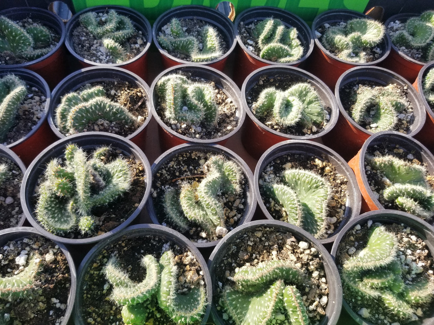 Opuntia Subalata Crested (4" pot)