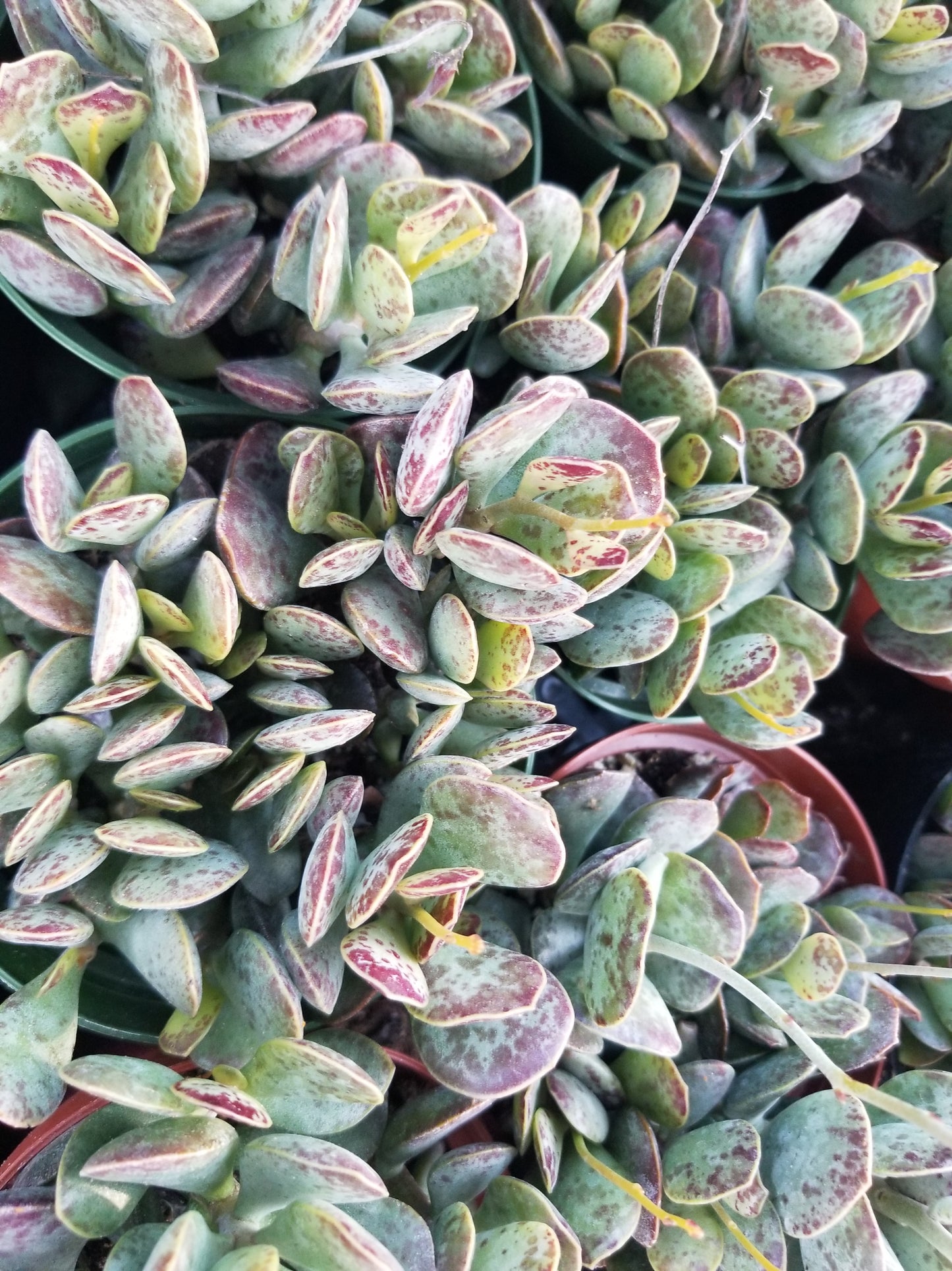 Adromischus Maculatus "Calico Hearts"