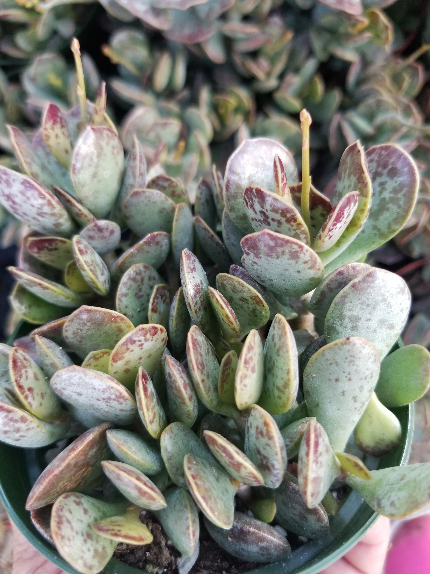 Adromischus Maculatus "Calico Hearts"