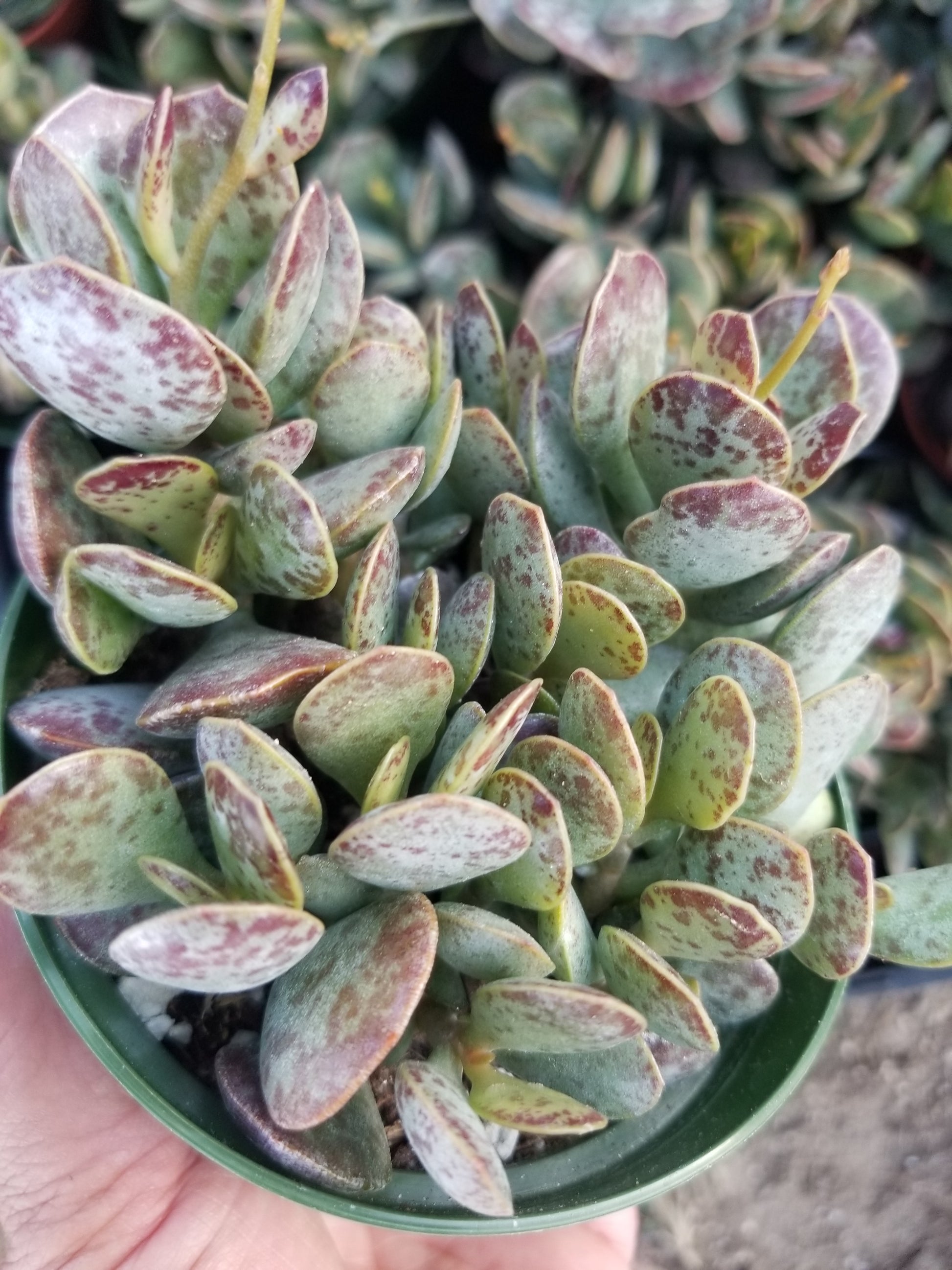 calico hearts succulent Adromischus Maculatus "Calico Hearts" – Beaultiful Desert Plants