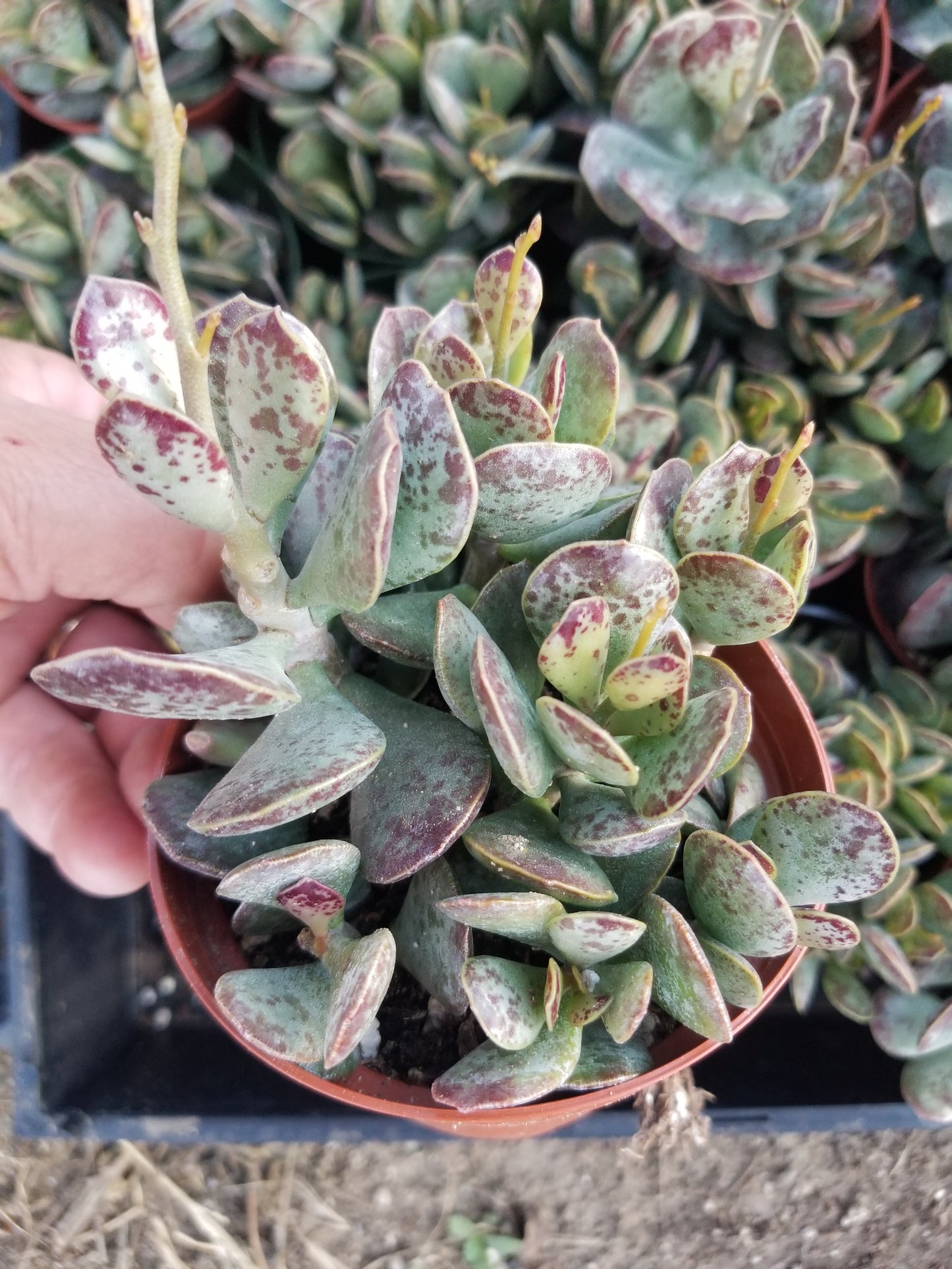 Adromischus Maculatus "Calico Hearts"