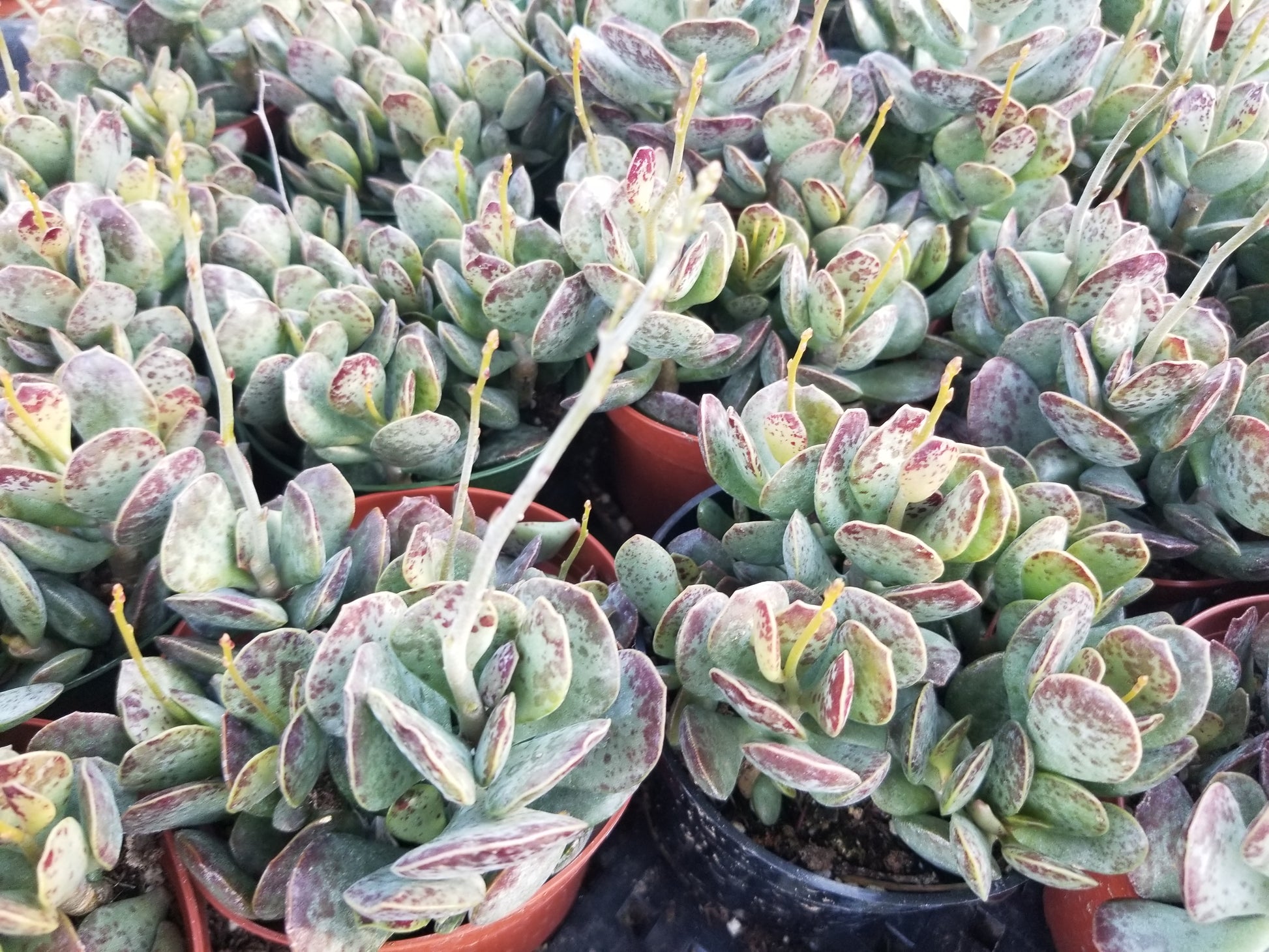 calico hearts succulents Adromischus Maculatus "Calico Hearts"