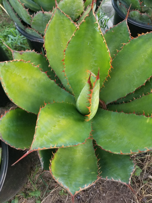 Agave Bovicornuta