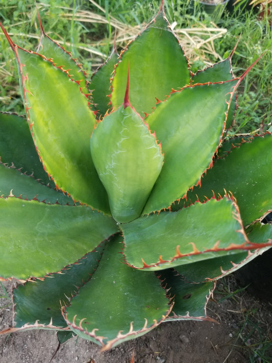 Agave Bovicornuta