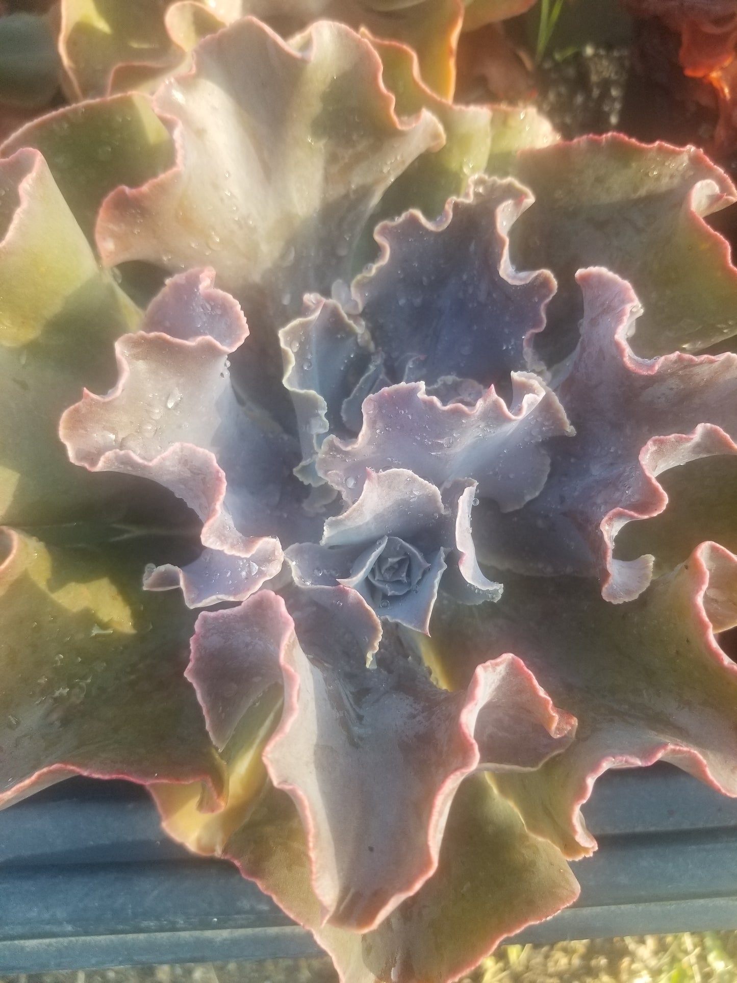 Echeveria Violacina