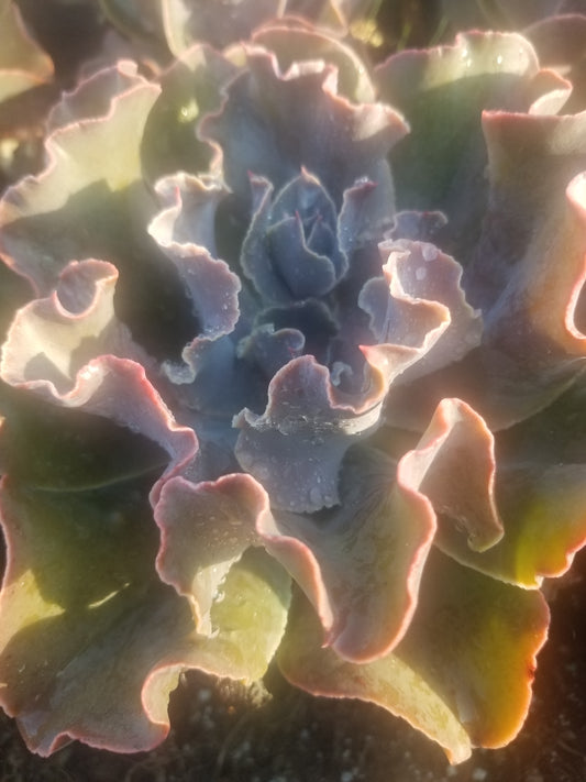 Echeveria Violacina