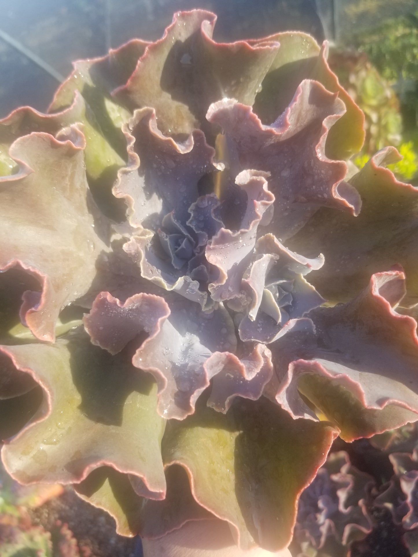 Echeveria Violacina