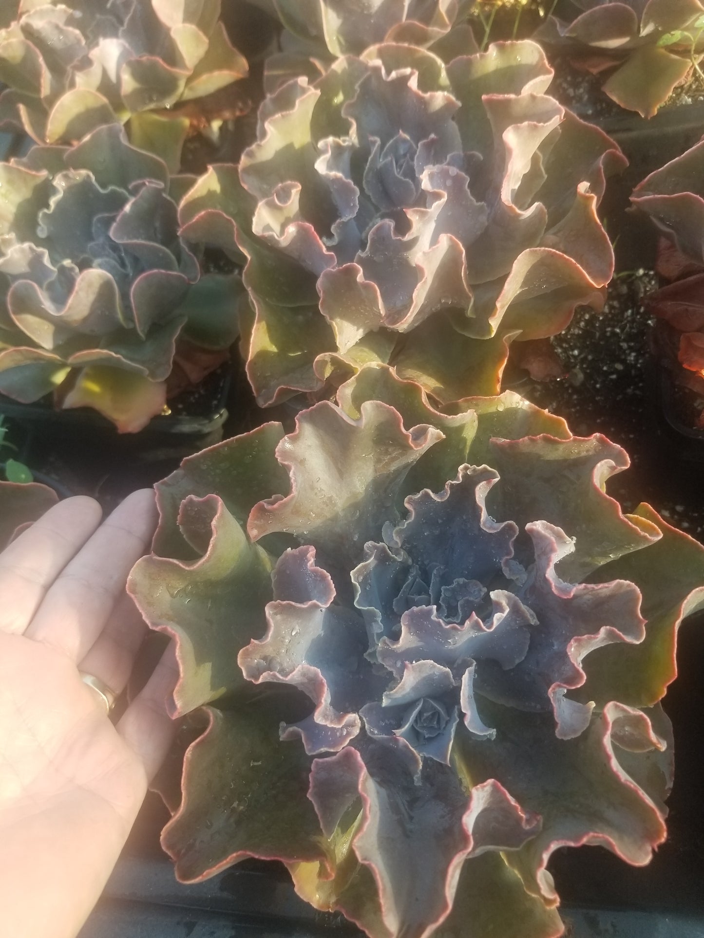 Echeveria Violacina