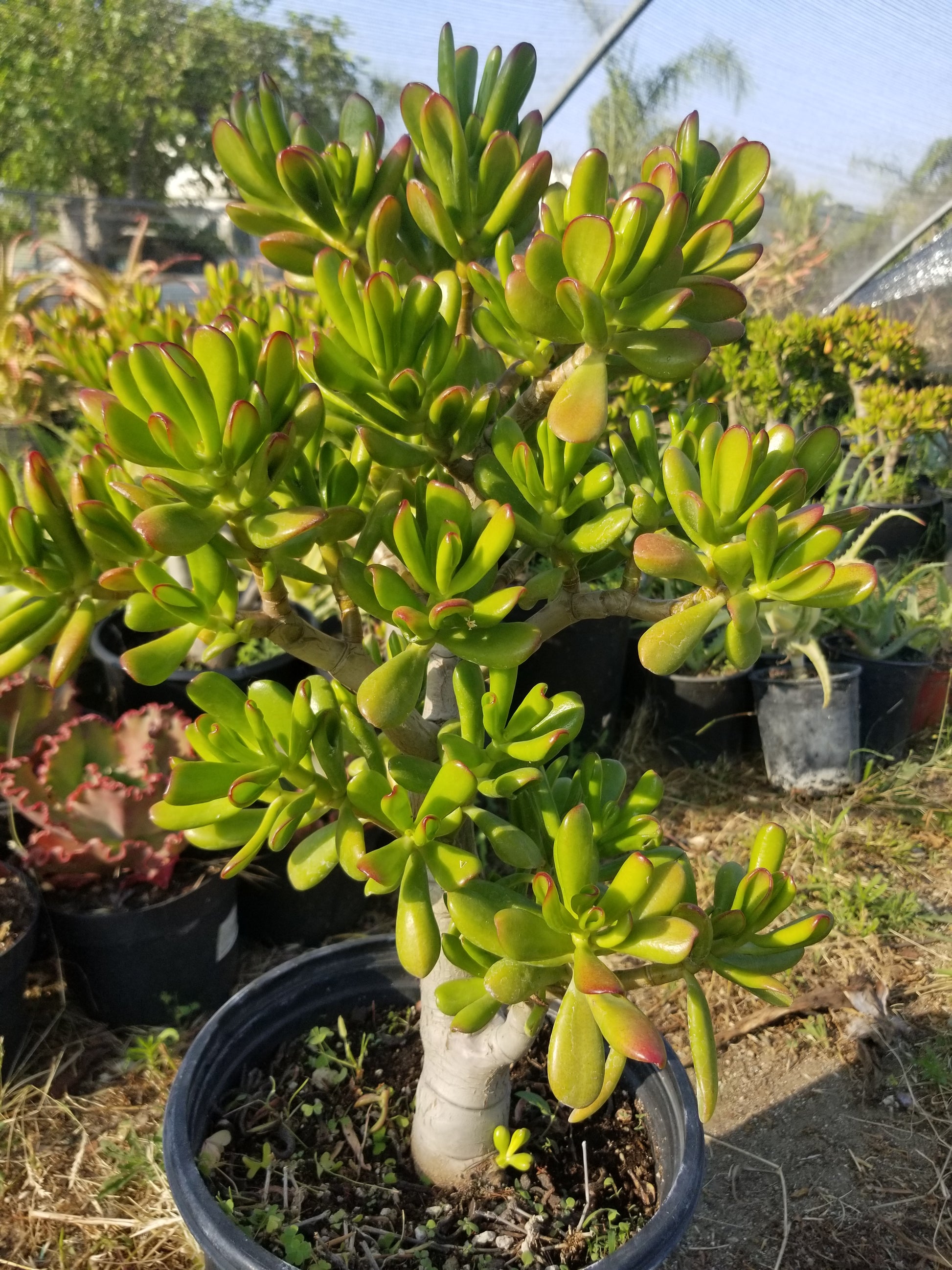 crassula bonsai tree Crassula Ovata Hobbit Tree "Bonsai Tree" – Beaultiful Desert Plants