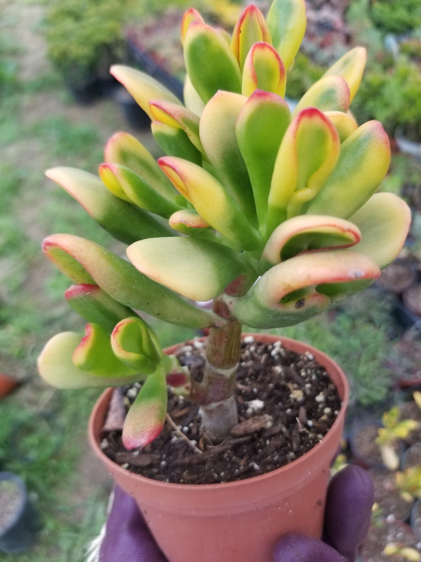 Crassula Ovata Hobbit Sunset (4" Pot)