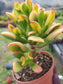 Crassula Ovata Hobbit Sunset (4" Pot)