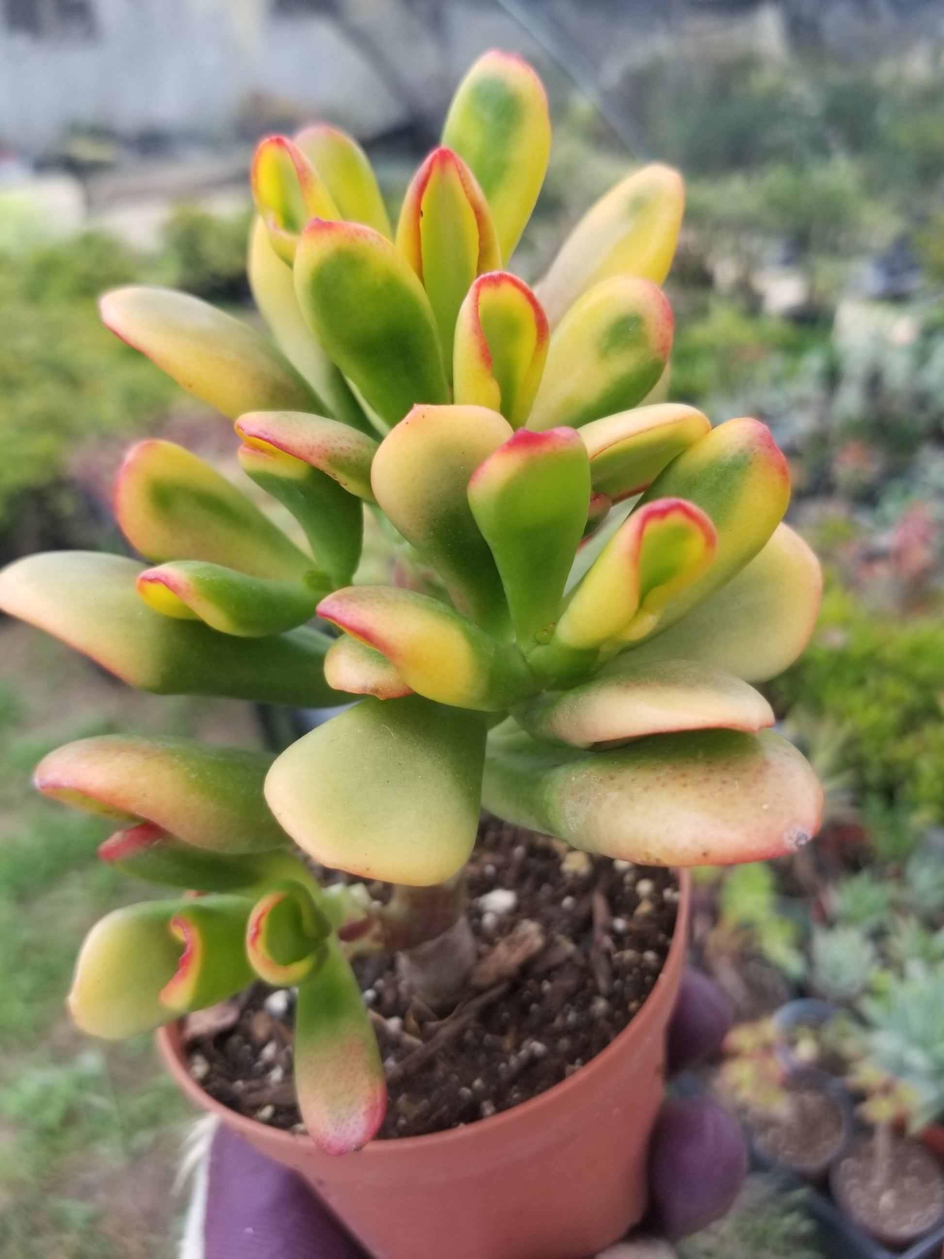 succulent crassula hobbit Crassula Ovata 'Hummel Sunset' (4 inch) 2 Plants / Nursery pot
