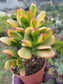 Crassula Ovata Hobbit Sunset (4" Pot)