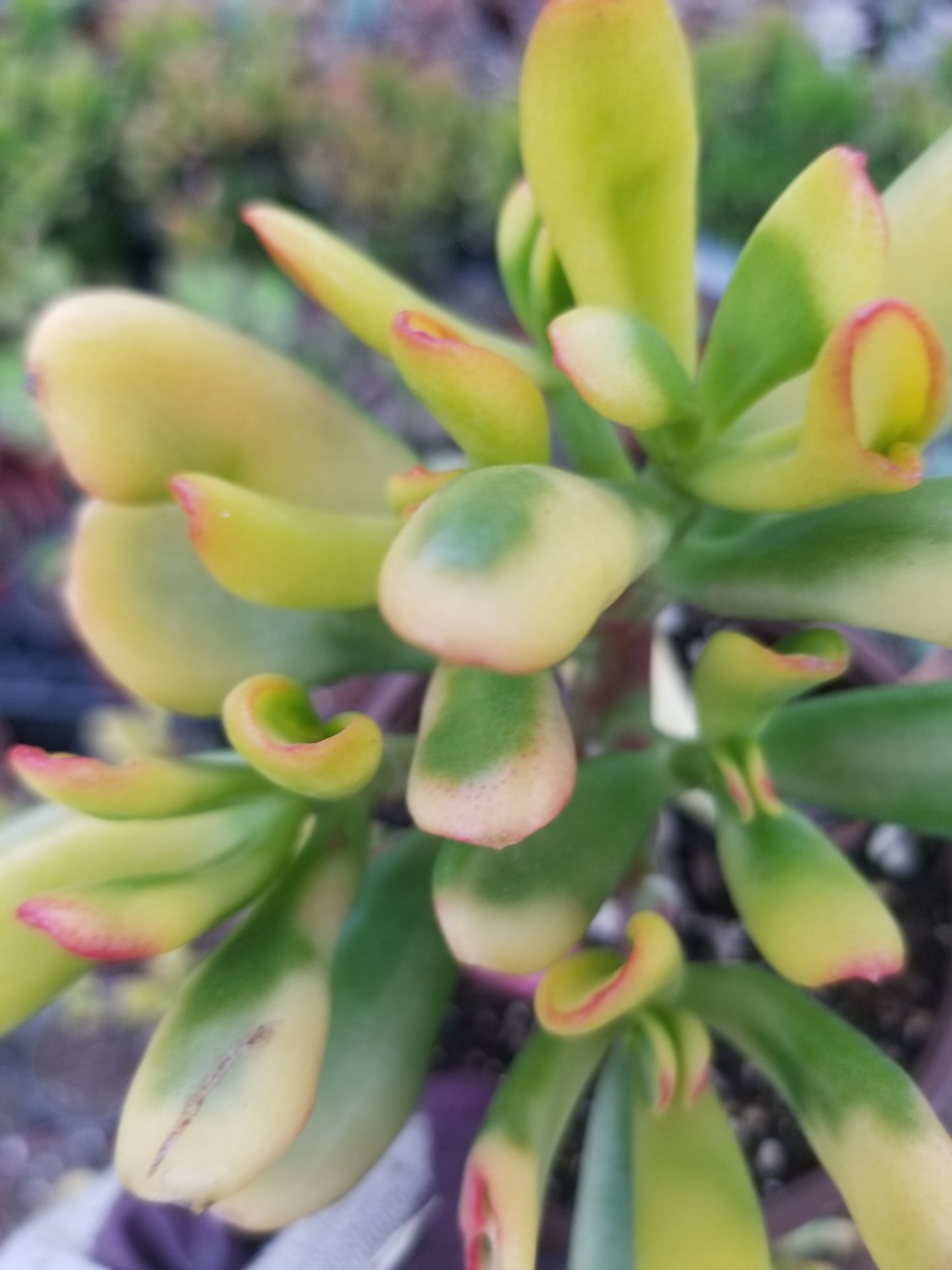 Crassula Ovata Hobbit Sunset (4" Pot)