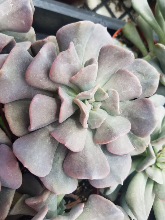 Echeveria Cubic Frost (4" Pot)