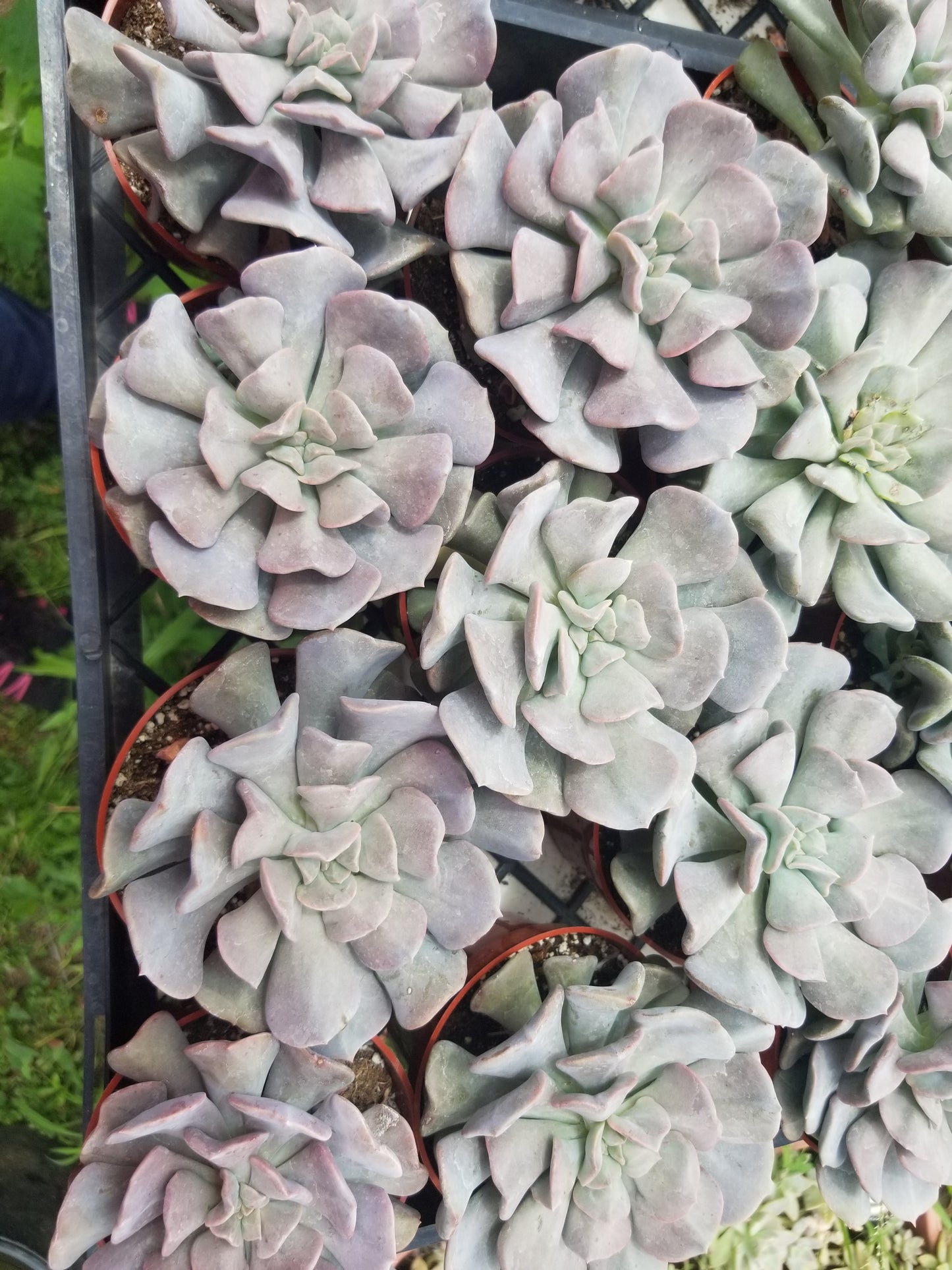 Echeveria Cubic Frost (4" Pot)