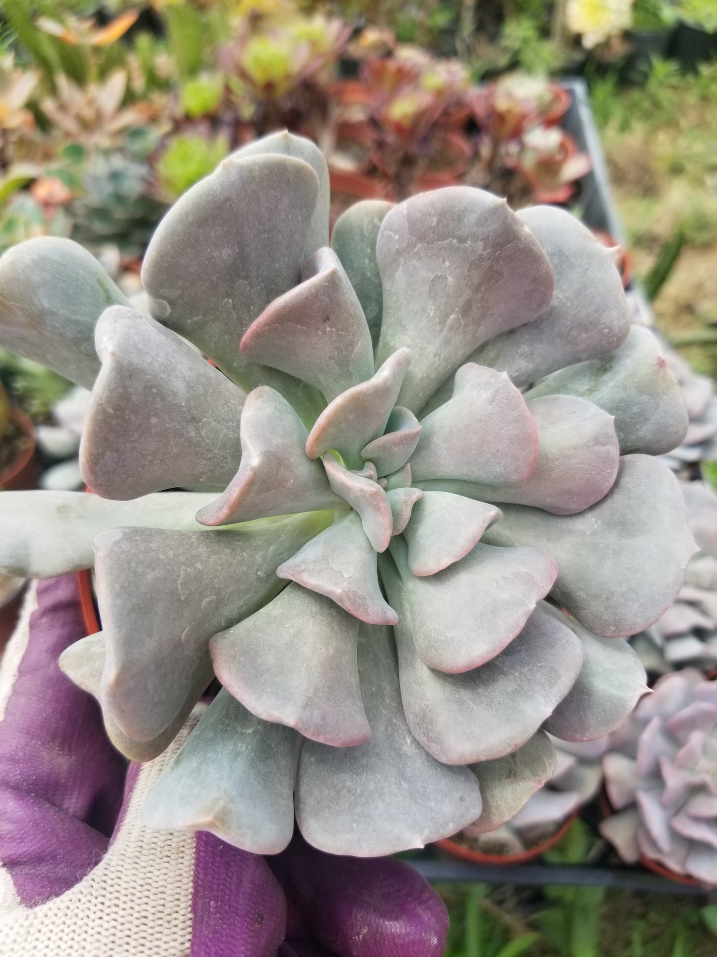 Echeveria Cubic Frost (4" Pot)