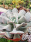 Echeveria Cubic Frost (4" Pot)