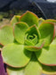 Aeonium Nobilis (4" Pot)