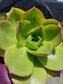 Aeonium Nobilis (4" Pot)