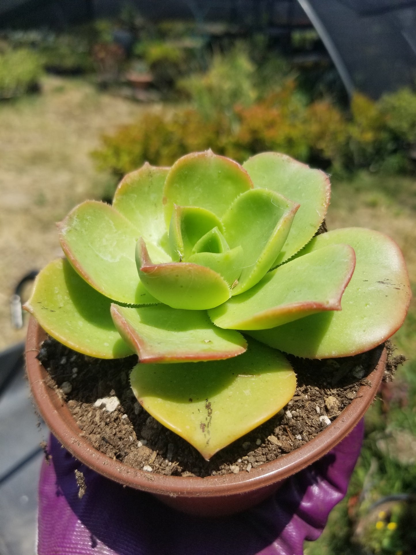 Aeonium Nobilis (4" Pot)