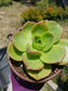 Aeonium Nobilis (4" Pot)